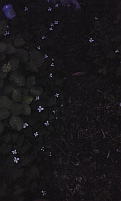 e0136066_0333238.jpg
