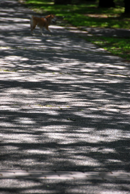 b0174068_0363021.jpg