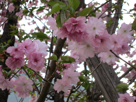 a0167672_18121955.jpg