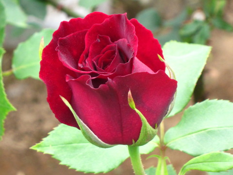 a0167672_20393215.jpg