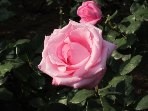 a0167672_20403213.jpg