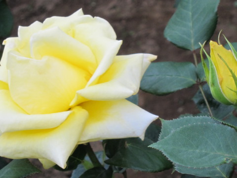 a0167672_21265626.jpg