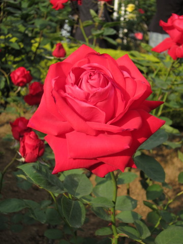 a0167672_2191876.jpg