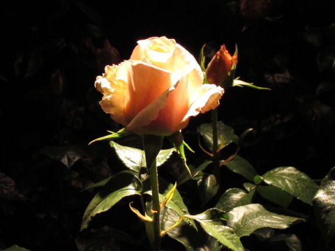 a0167672_2212598.jpg