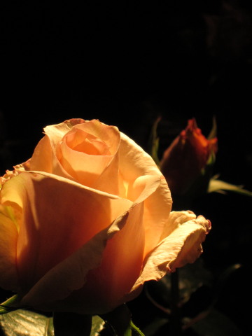 a0167672_2214626.jpg