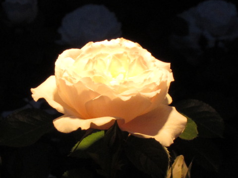 a0167672_2291971.jpg