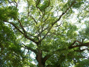 e0165472_20454220.jpg
