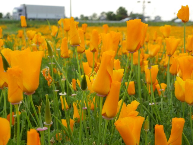 b0004675_9282267.jpg