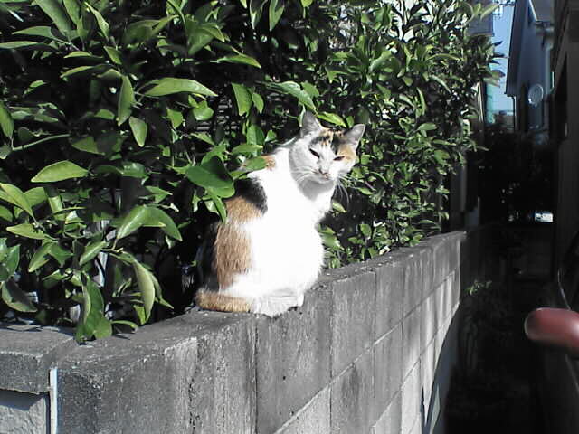 c0069380_1645874.jpg