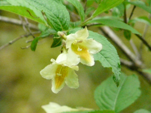 e0145782_10121986.jpg
