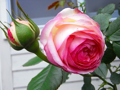 c0207890_1285221.jpg