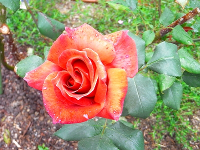 c0207890_1294250.jpg