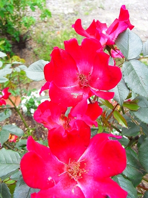 c0207890_129573.jpg