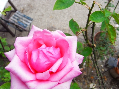c0207890_1295998.jpg