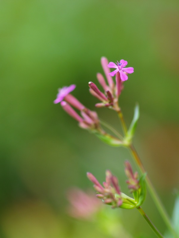 f0224100_4571313.jpg