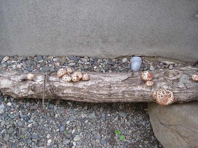 f0202703_5285515.jpg