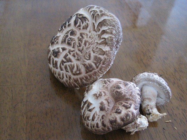 f0202703_5294389.jpg