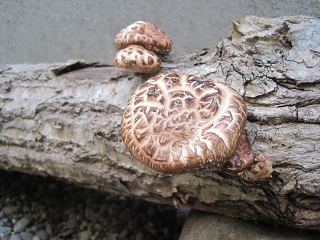f0202703_529947.jpg