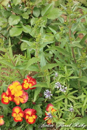 d0001008_8533221.jpg