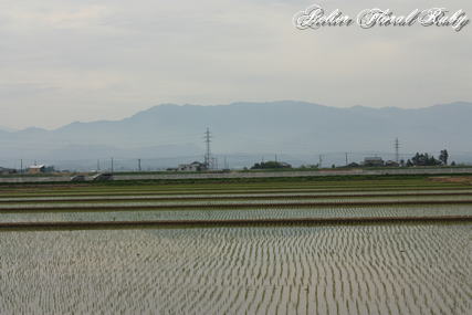 d0001008_8535478.jpg