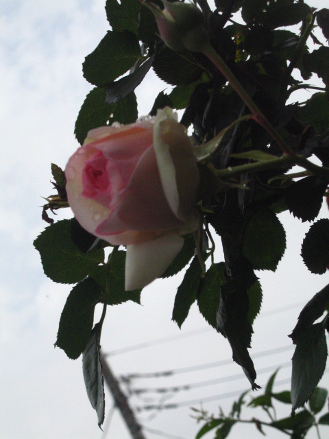 d0150309_2041527.jpg