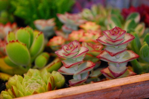 e0128909_2136996.jpg