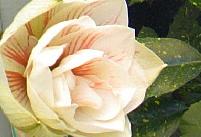 e0096315_17435.jpg