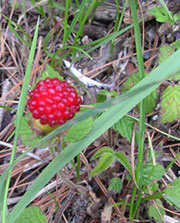 f0036716_1815831.jpg