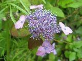 f0139520_14391794.jpg