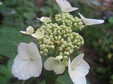 f0139520_1440557.jpg