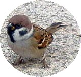a0098027_15394733.jpg