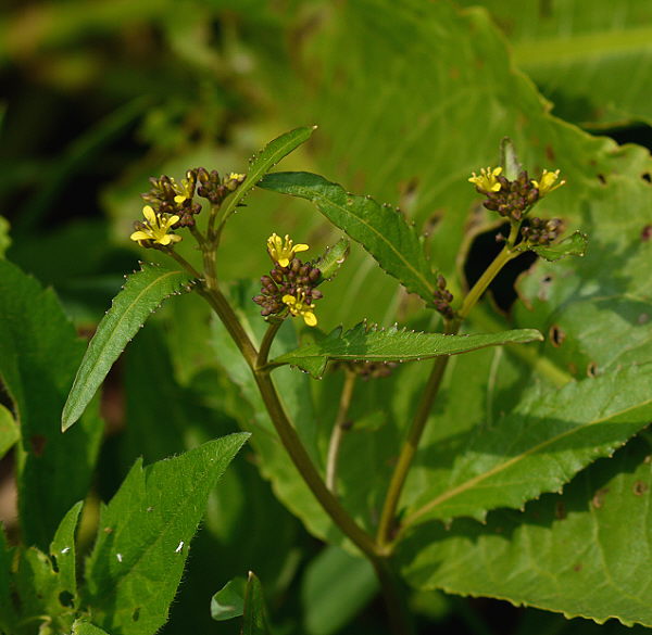 d0091754_2441535.jpg