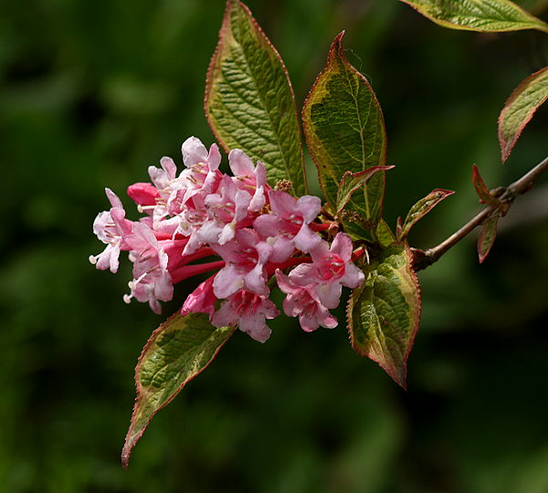 d0091754_2541291.jpg