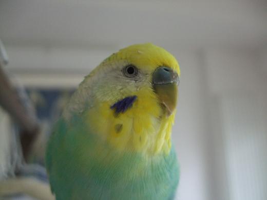 f0149057_12162672.jpg