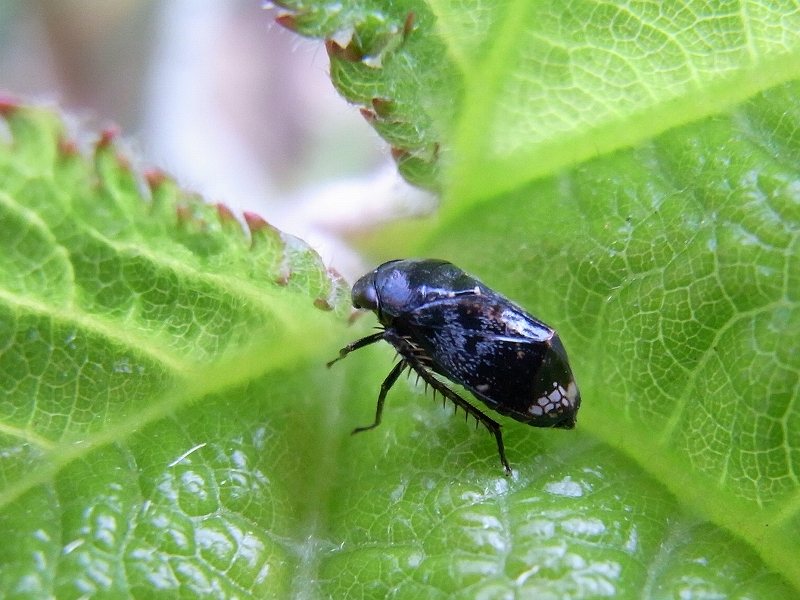 c0142963_8415949.jpg