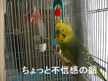 f0196665_085895.jpg
