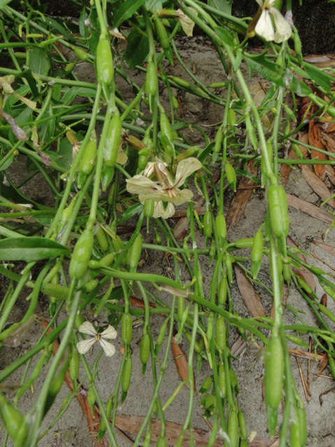 b0138369_12181077.jpg