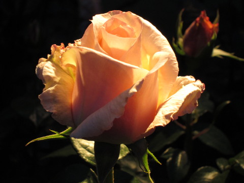 a0167672_22425852.jpg