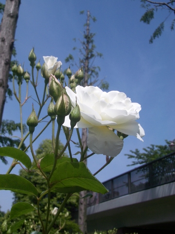 a0160279_21524338.jpg