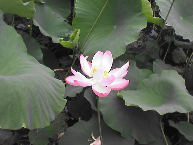 c0069380_1794338.jpg