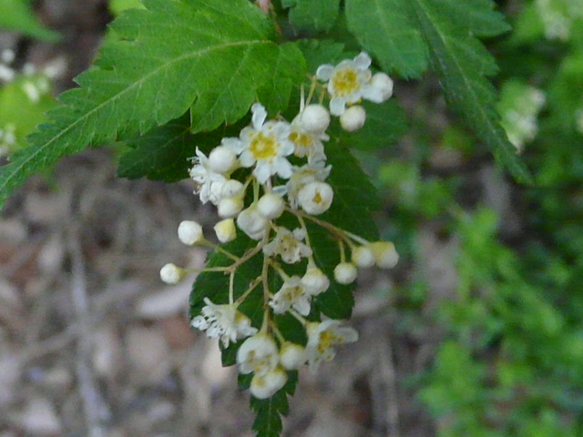 e0145782_1749981.jpg