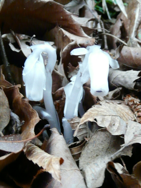 e0145782_17503223.jpg