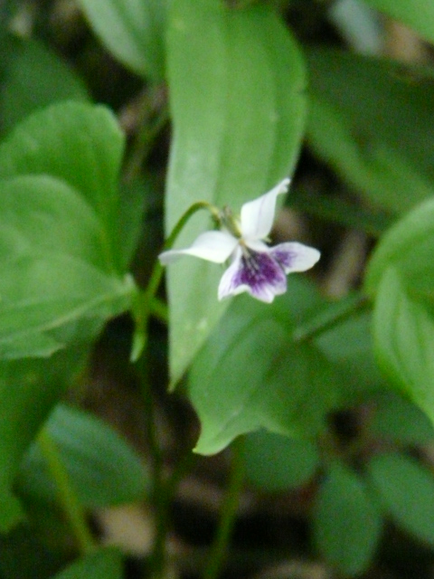 e0145782_17511117.jpg