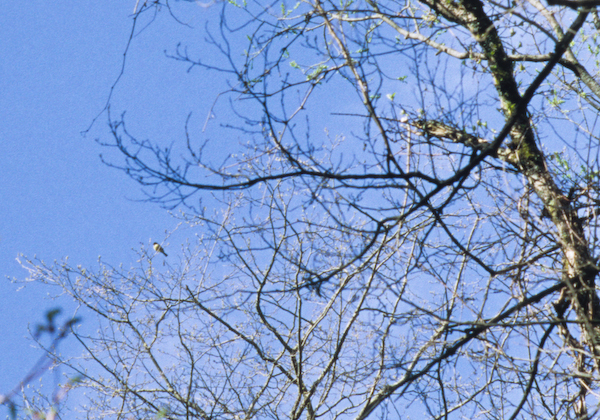 a0053783_124181.jpg