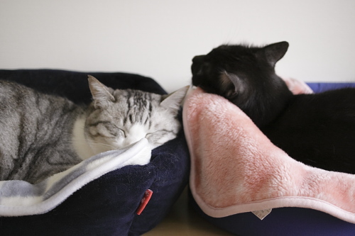 ジャマしないでね それぞれ猫ベッドにおさまるお坊ちゃんと小僧