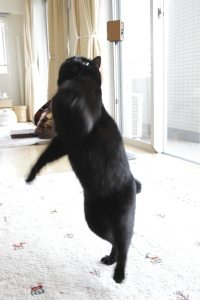 捕まえるの 遊ぶ小娘1