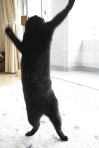 逃がさないの 遊ぶ小娘2
