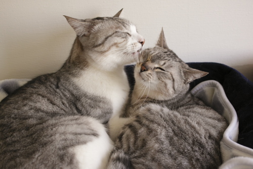 これじゃぁ誰の誕生日か分かんないよ 諦めて猫ベッドで寛ぐ縞縞兄妹