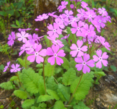 b0099994_1044013.jpg