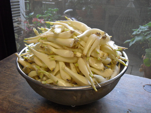 c0227800_8222329.jpg